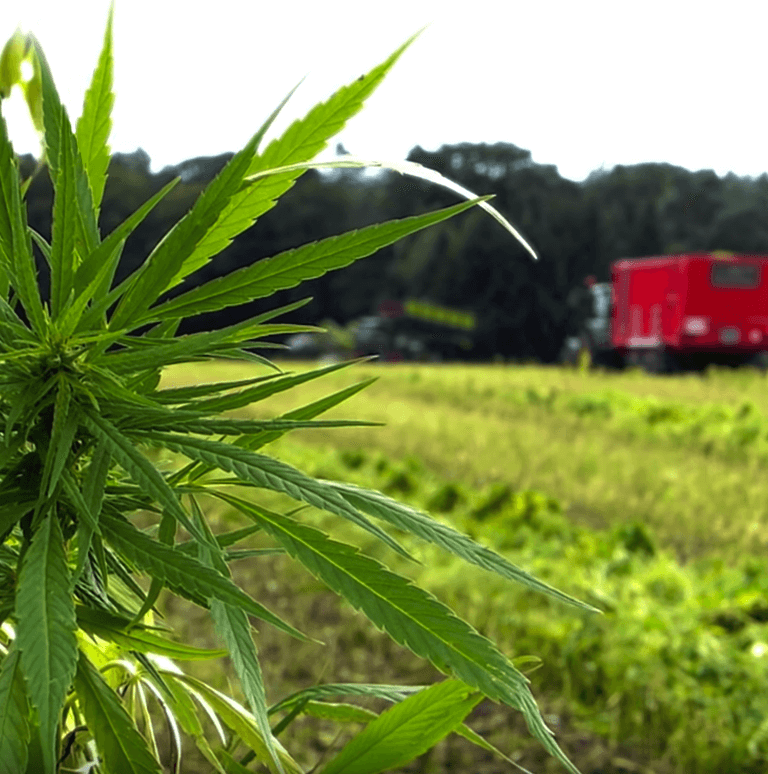hemp plant in the foreground with farm equipment in the background
